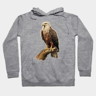 Bald Eagle - Raptor Hoodie